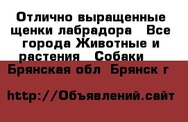 Отлично выращенные щенки лабрадора - Все города Животные и растения » Собаки   . Брянская обл.,Брянск г.